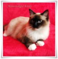 /album/kitty/kitty-201409192-jpg/
